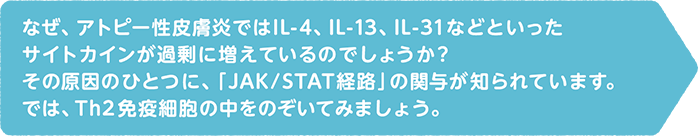 なぜ、アトピー性皮膚炎ではIL-4、IL-13、IL-31などといったサイトカインが過剰に増えているのでしょうか？その原因のひとつに、「JAK/STAT経路」の関与が知られています。では、Th2 免疫細胞の中をのぞいてみましょう。